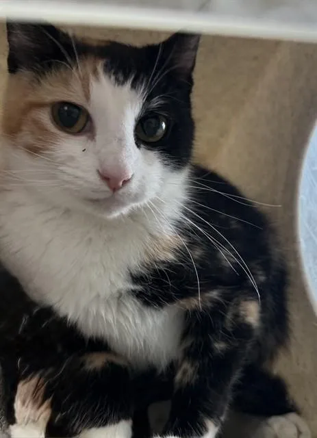An adult small-sized female Domestic Short Hair cat named Hazel for adoption in Lancaster, CA