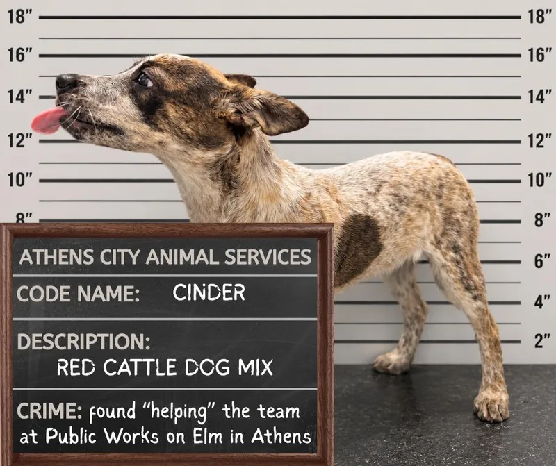 A baby medium-sized female Cattle Dog dog named Cinder Stray Hold Until for adoption in Athens, AL