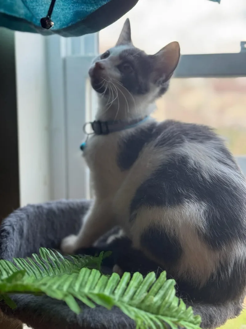 Jerry Lee Lewis thumbnail 2