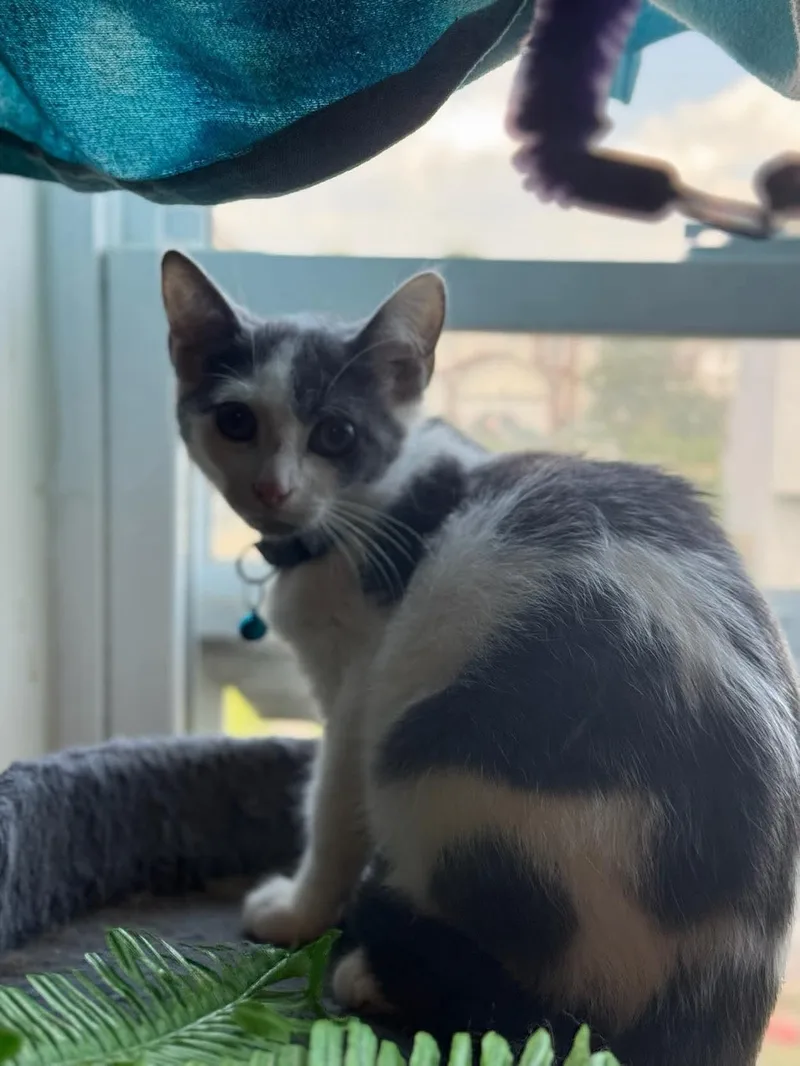 Jerry Lee Lewis thumbnail 3