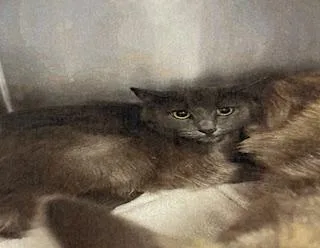 An adult small-sized female Domestic Medium Hair cat named Muffin for adoption in Salinas, CA