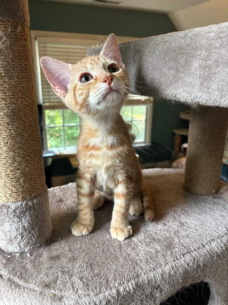 A baby medium-sized female Domestic Short Hair cat named Hensleigh for adoption in Youngsville, NC