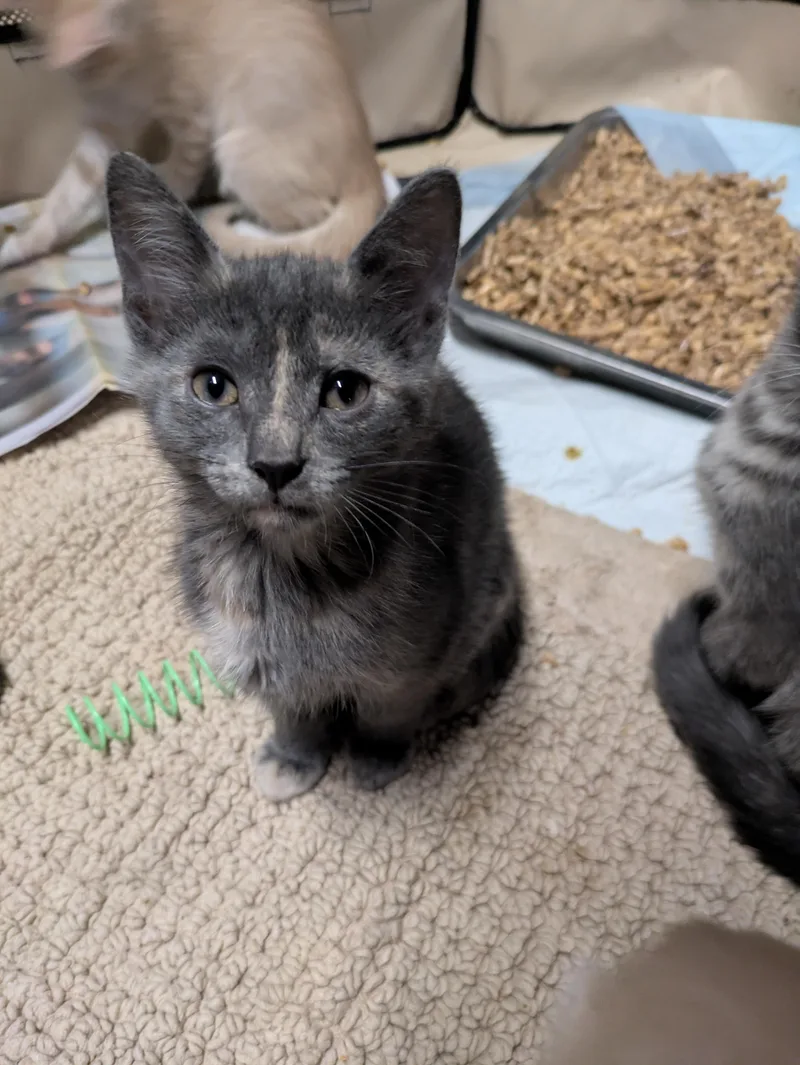 A baby medium-sized female Dilute Tortoiseshell American Shorthair cat named Dandelion for adoption in Montclair, NJ