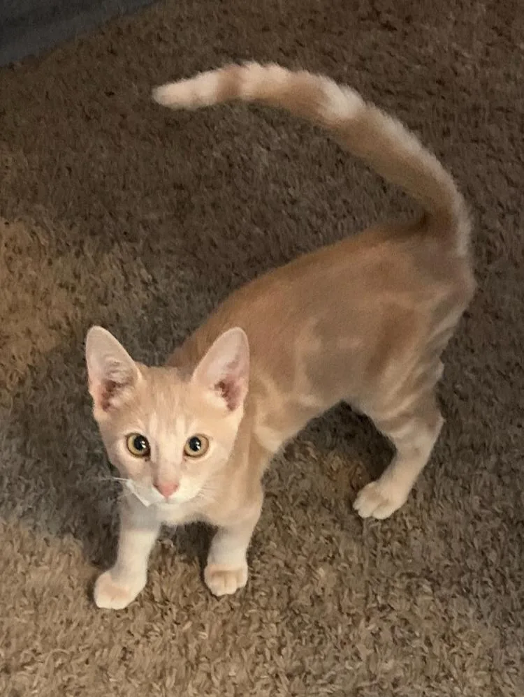 A baby small-sized male Tabby (Buff / Tan / Fawn) Tabby cat named Dawson for adoption in Gilbert, AZ