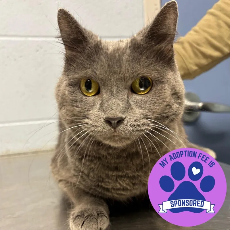 A senior large-sized female Gray / Blue / Silver Domestic Short Hair cat named Krystal for adoption in DeKalb, IL