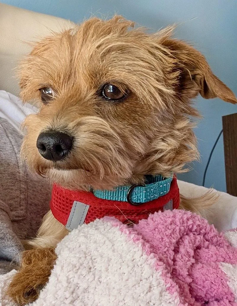 An adult small-sized female Chihuahua dog named Cinnamon for adoption in Omaha, NE