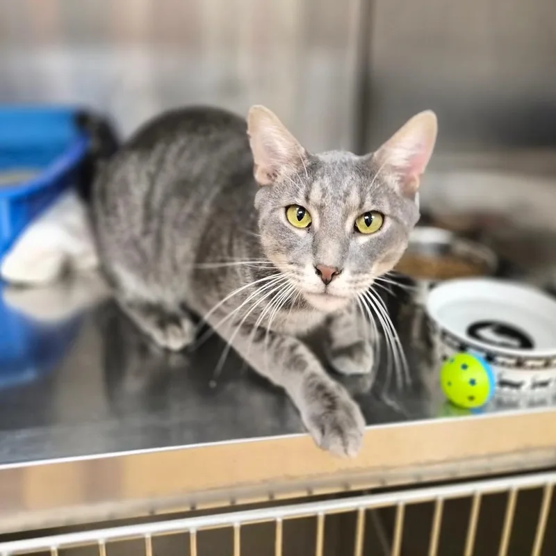 A young medium-sized male Gray / Blue / Silver Domestic Short Hair cat named Todd for adoption in Woodstock, IL