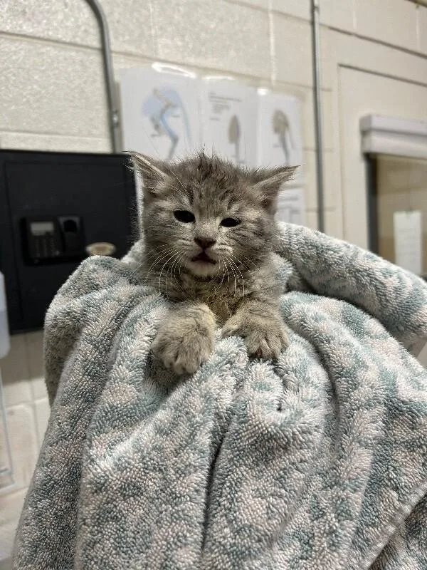 A baby medium-sized male Gray / Blue / Silver Domestic Short Hair cat named Spitfire for adoption in Fruit Heights, UT