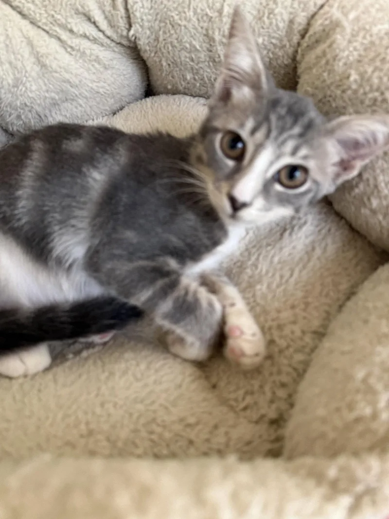 A baby medium-sized female Gray & White Domestic Short Hair cat named Sophia for adoption in Oviedo, FL