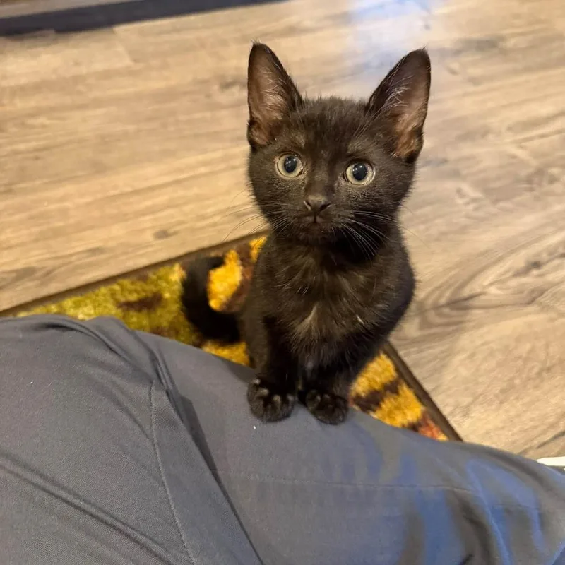 A baby small-sized female Domestic Short Hair cat named Merida for adoption in Novelty, OH