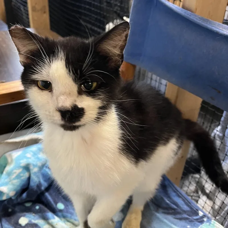 A young medium-sized male White Domestic Short Hair cat named Omar for adoption in Washington, DC