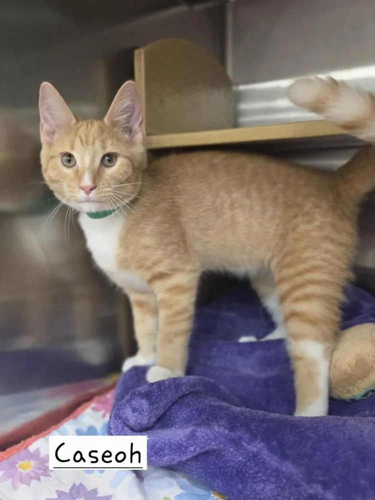 A baby small-sized male Tabby (Orange / Red) Domestic Short Hair cat named Caseoh for adoption in Metamora, IL