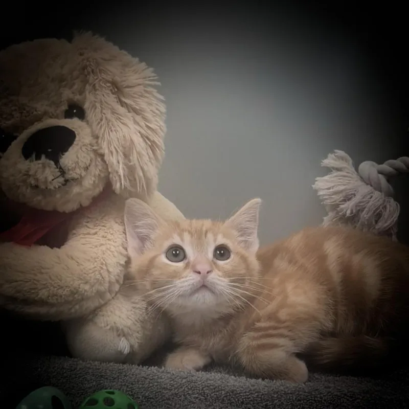 A baby small-sized male Orange / Red Domestic Short Hair cat named Bam for adoption in Upland, CA