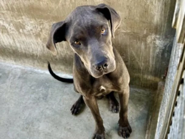 A young large-sized male Great Dane dog named Moonbeam for adoption in Los Angeles, CA