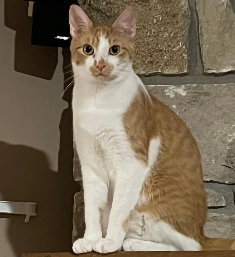 A young medium-sized male Orange & White Domestic Short Hair cat named Obie for adoption in Lenexa, KS