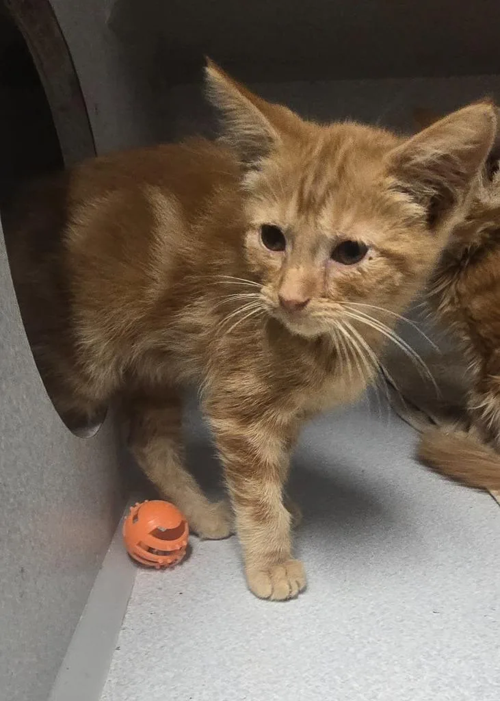A baby small-sized male Domestic Short Hair cat named GC Stray Hail for adoption in Greencastle, IN