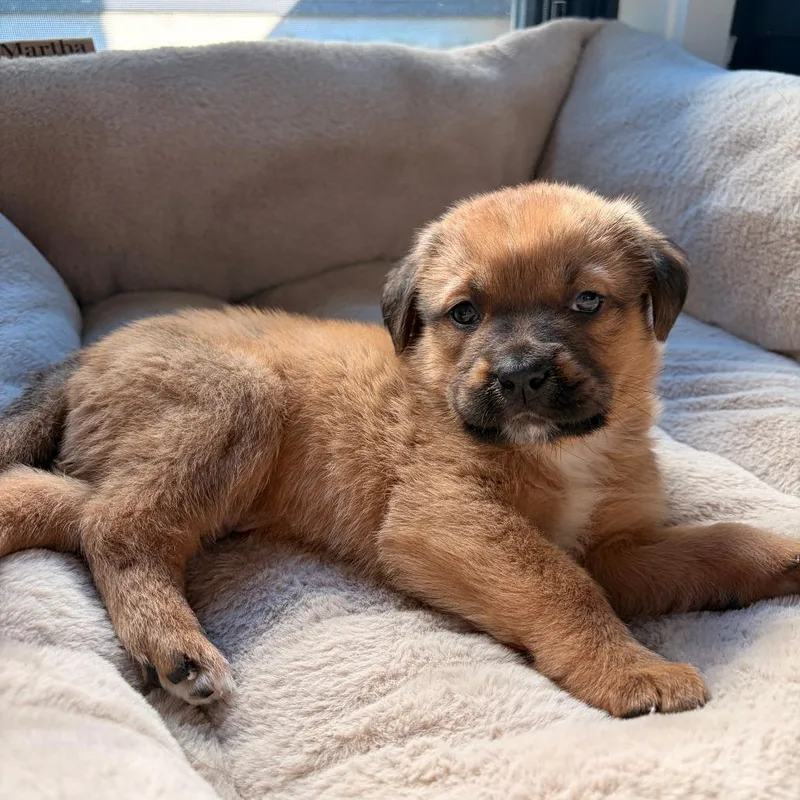 A baby small-sized male Brown / Chocolate Mixed Breed dog named Chase Aka "rickbear" for adoption in Memphis, TN