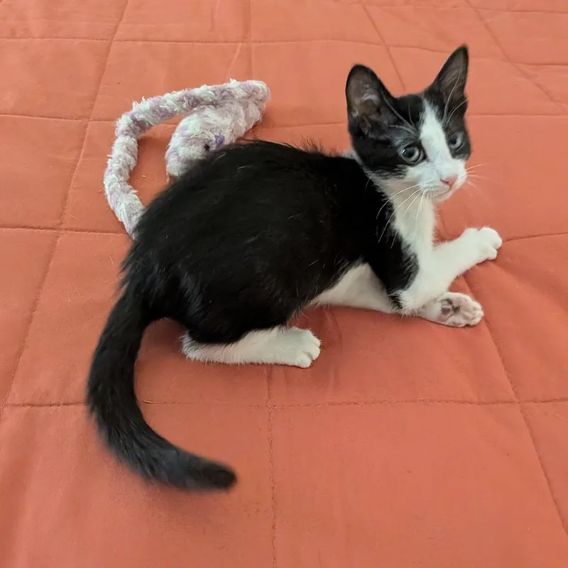 A baby medium-sized male Black & White / Tuxedo Domestic Short Hair cat named Minnow for adoption in Queen Creek, AZ