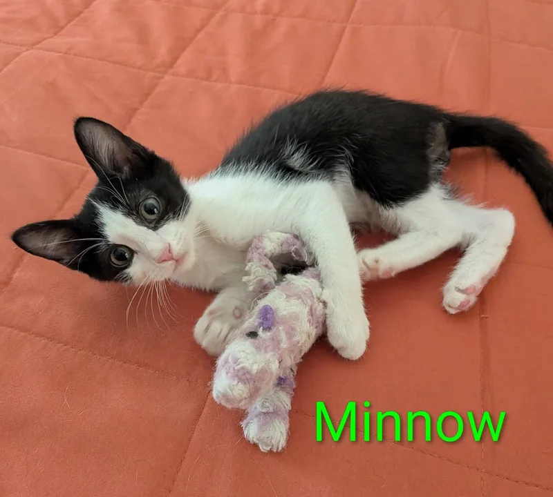 Minnow thumbnail 2