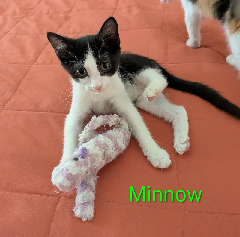 Minnow thumbnail 4