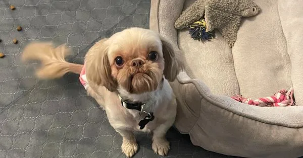 Shih Tzu Roxi
