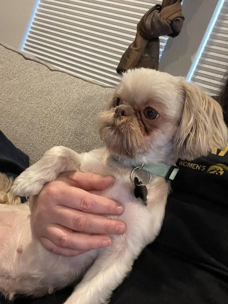 Shih Tzu  Roxi thumbnail 2