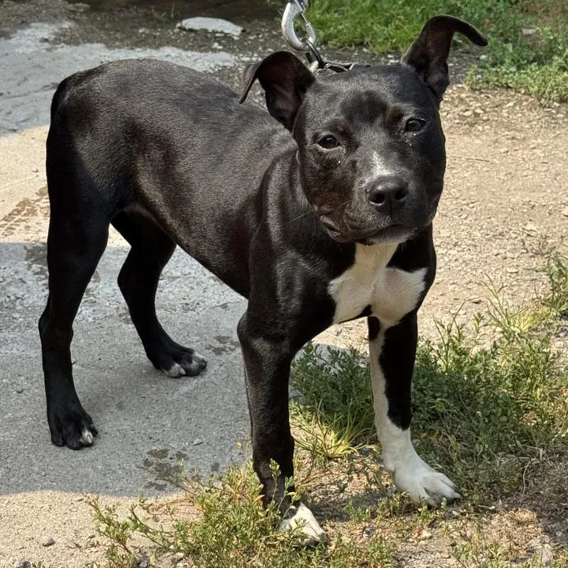 A young medium-sized female Black Pit Bull Terrier dog named Harriet for adoption in Valparaiso, IN