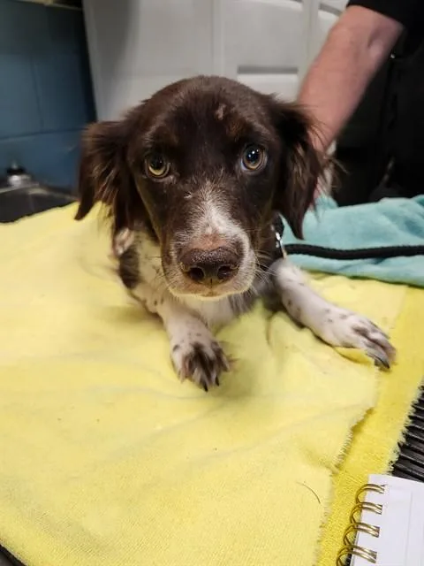 An adult medium-sized female German Shorthaired Pointer dog named Sissy for adoption in Newton, NC