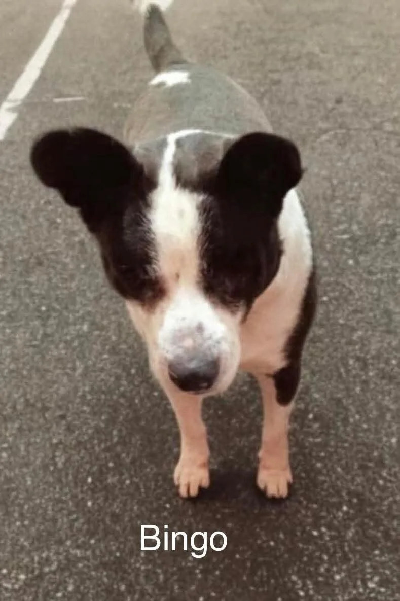 An adult medium-sized male Mixed Breed dog named Bingo for adoption in Windsor, CO