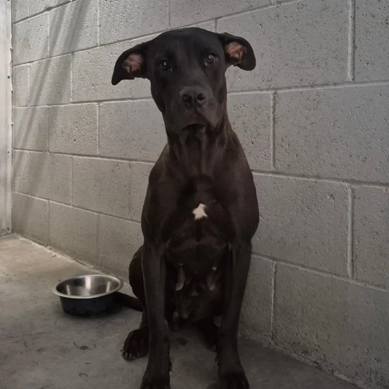An adult large-sized female Black Pit Bull Terrier dog named Aphrodite for adoption in Yuma, AZ