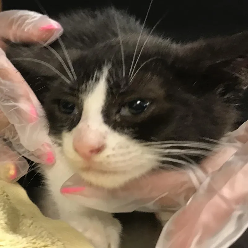 A baby small-sized female Black Domestic Short Hair cat named Megan Thee Stallion for adoption in Newark, NJ