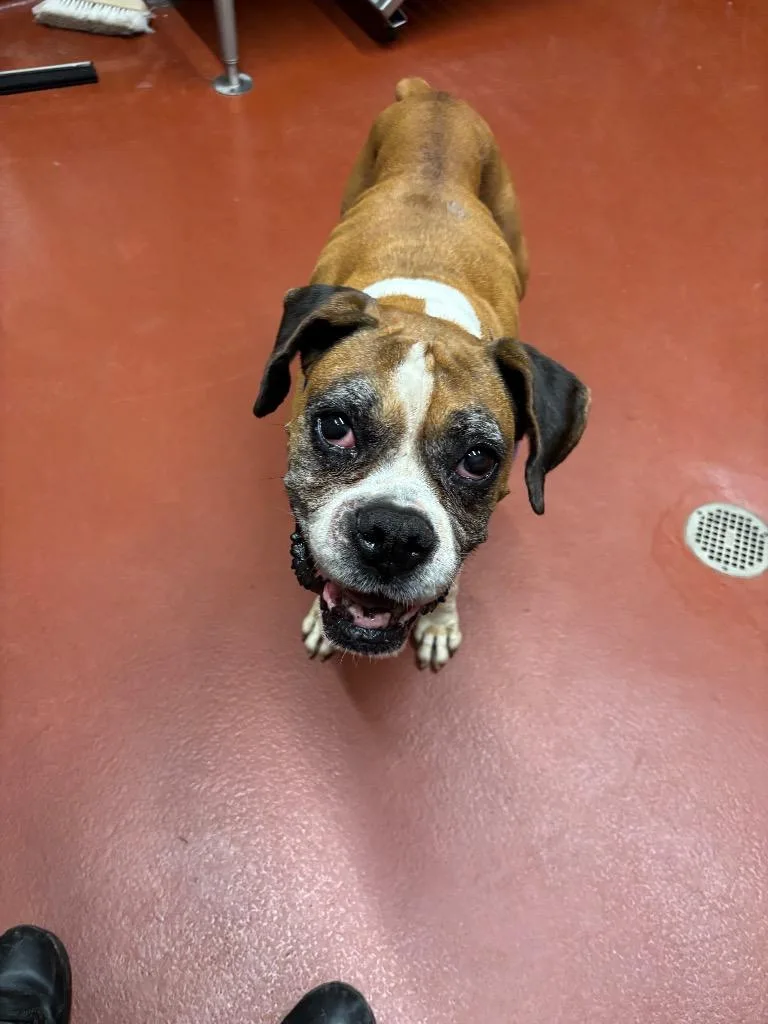 A senior medium-sized female Boxer dog named Lexi Jackson for adoption in Douglasville, GA