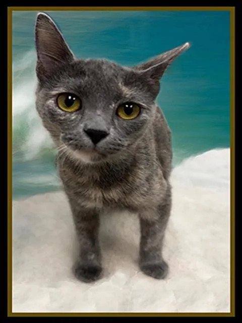 A baby medium-sized female Domestic Short Hair cat named Sequoia for adoption in Peoria, IL