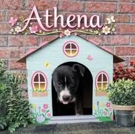 Athena thumbnail 2