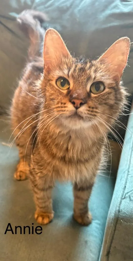 A young medium-sized female Domestic Medium Hair cat named Annie for adoption in Spring, TX