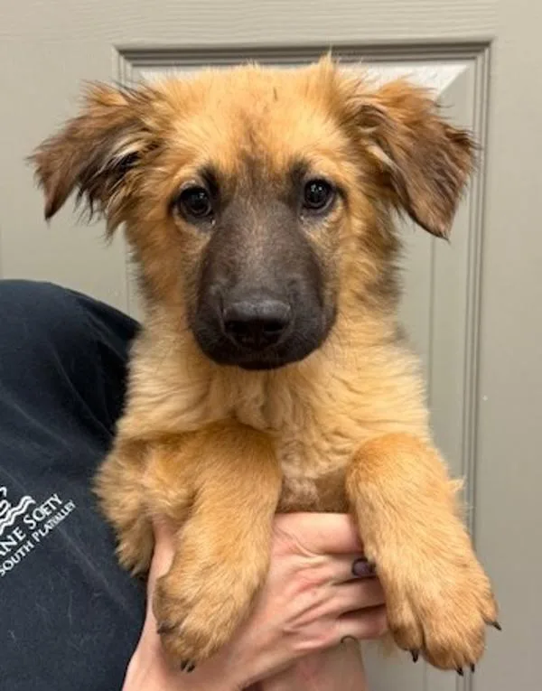 A baby medium-sized female Shepherd dog named Cricket for adoption in Littleton, CO