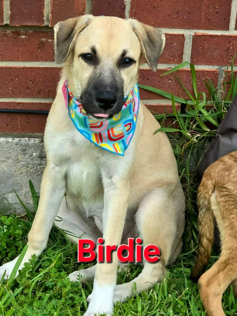 A baby medium-sized female Yellow / Tan / Blond / Fawn Shepherd dog named Birdie for adoption in Oak Point, TX