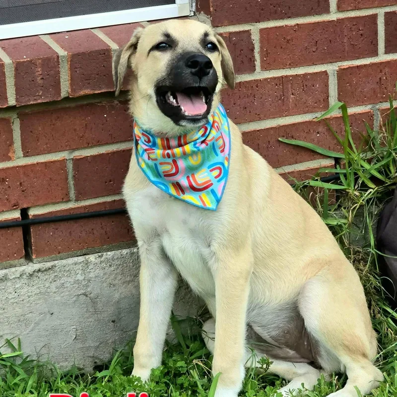 Birdie thumbnail 2