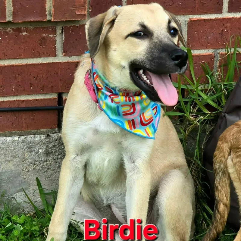 Birdie thumbnail 3