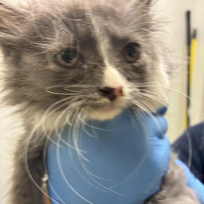 A baby small-sized female Gray / Blue / Silver Domestic Medium Hair cat named 71567 for adoption in Harrisonburg, VA