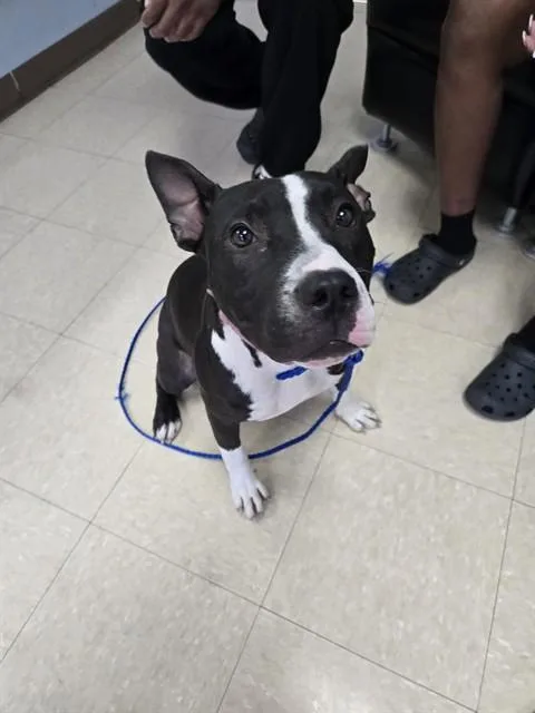 A young medium-sized female Pit Bull Terrier dog named Mary Puppins for adoption in Killeen, TX