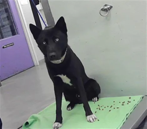 A young large-sized male German Shepherd Dog dog named Ottis for adoption in Houston, TX