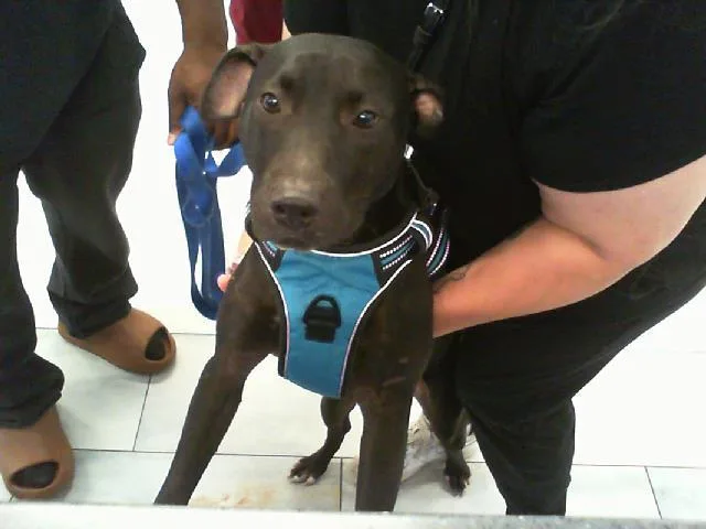 A young medium-sized female Pit Bull Terrier dog named Encore for adoption in Charlotte, NC