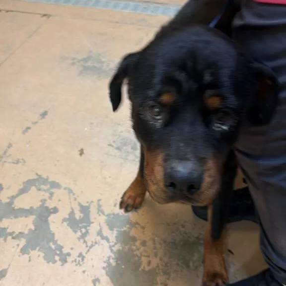 An adult large-sized male Black Mixed Breed dog named Patchy for adoption in Gadsden, AL