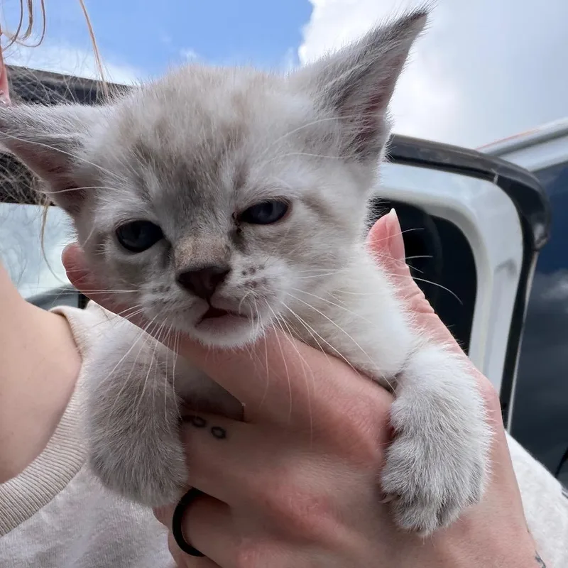 A baby small-sized male White Domestic Medium Hair cat named Sam for adoption in Marshall, TX