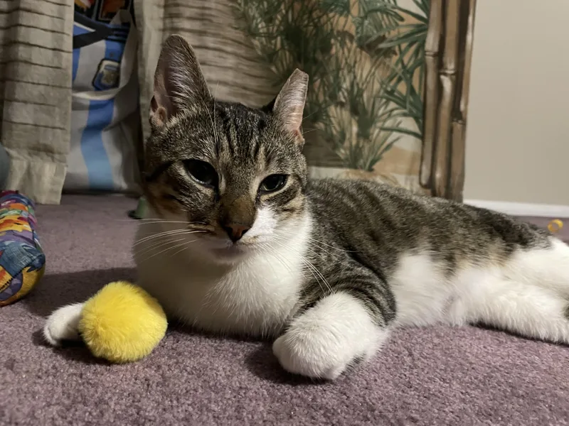 An adult medium-sized male Gray / Blue / Silver Domestic Short Hair cat named Junior for adoption in Nutley, NJ