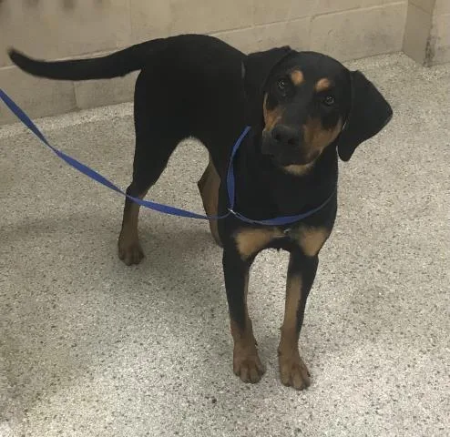 An adult large-sized female Labrador Retriever dog named Hallie for adoption in Conroe, TX