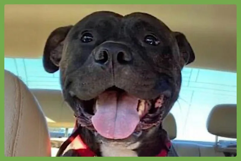 An adult large-sized male Brindle American Staffordshire Terrier dog named Hexum for adoption in Amherst, MA