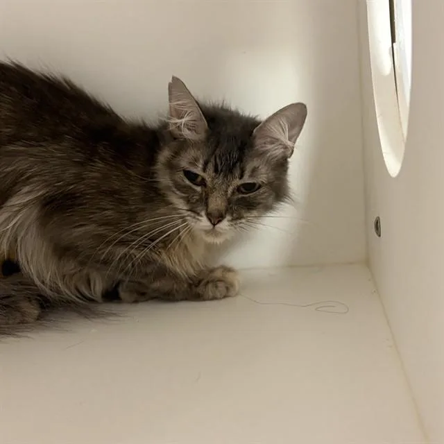 A young medium-sized female Domestic Long Hair cat named Starfire for adoption in Sugar Land, TX