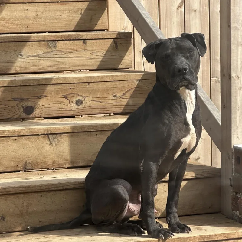 An adult medium-sized male Black Mixed Breed dog named Alaska for adoption in Duck River, TN